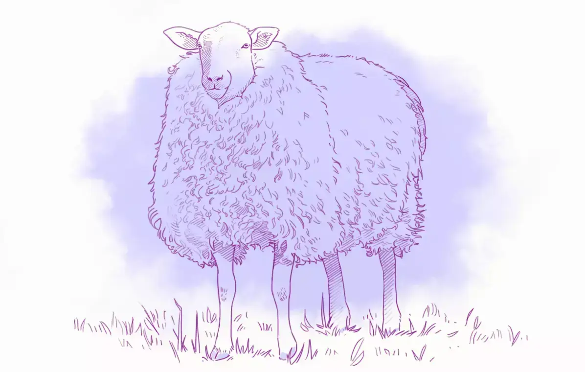 dibujo en color de una oveja