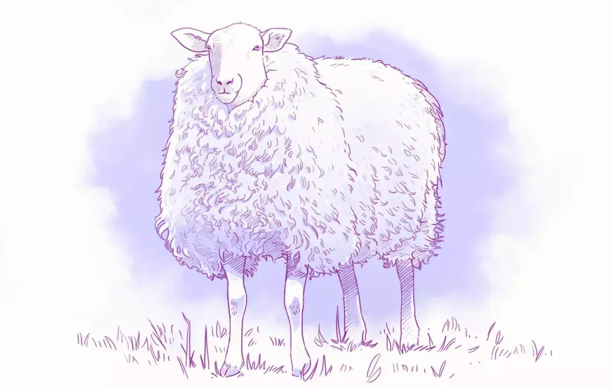 dibujo de las zonas de luz de una oveja