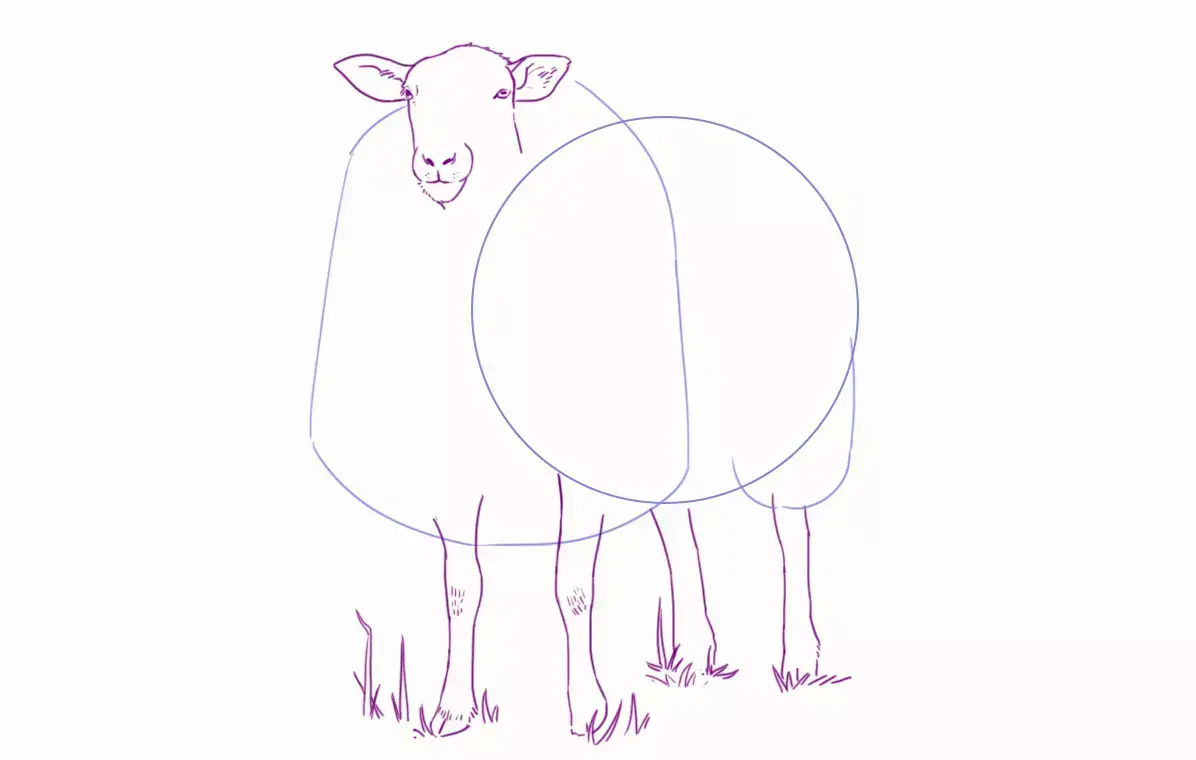 dibujo de la estructura del pelo de la oveja