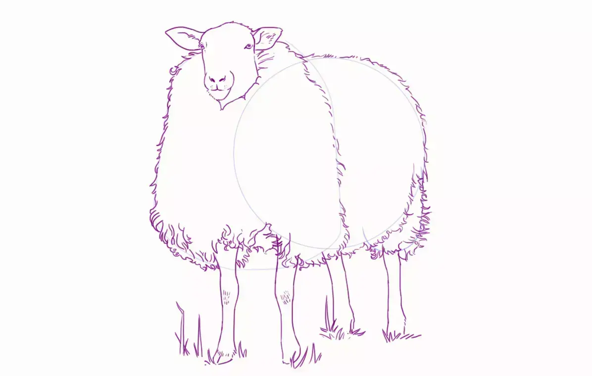 dibujo de la lana de la oveja