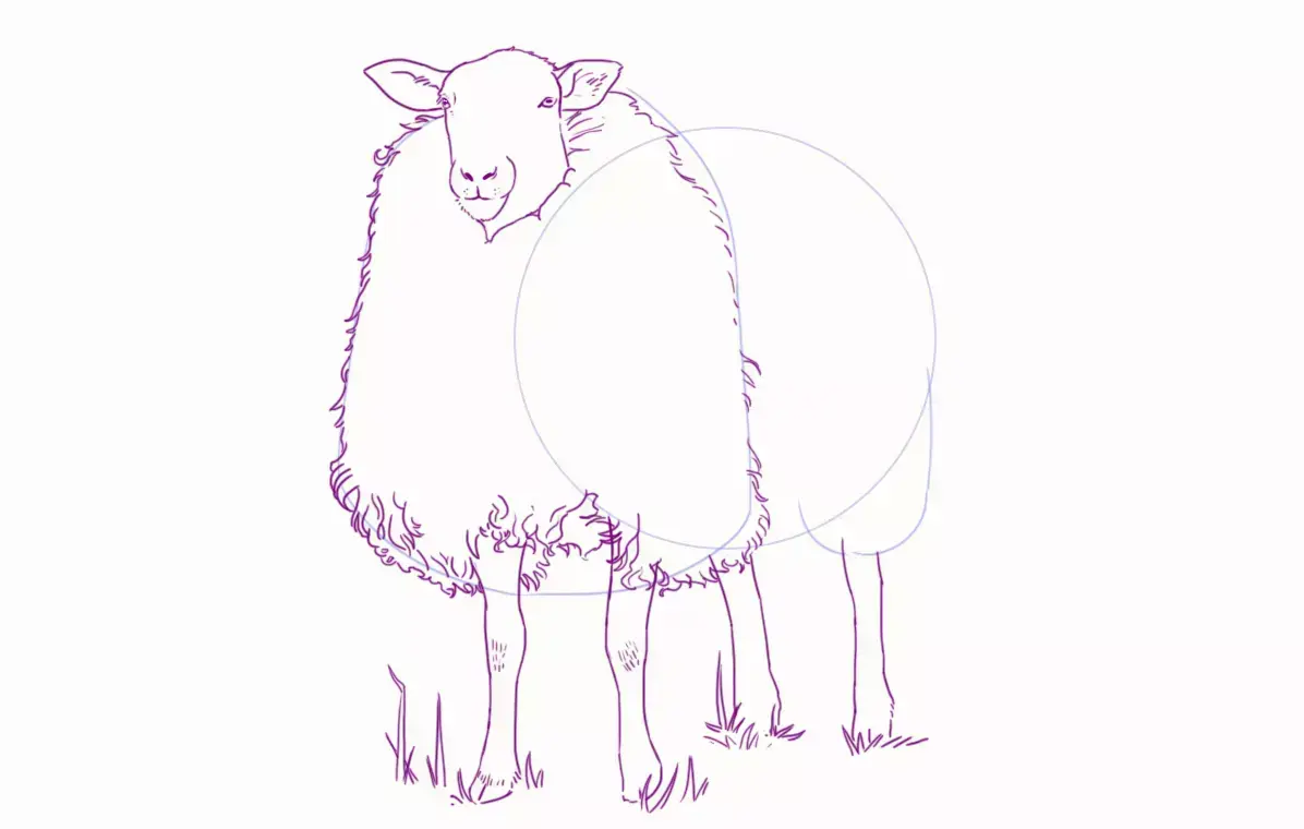 dibujo de las patas de una oveja