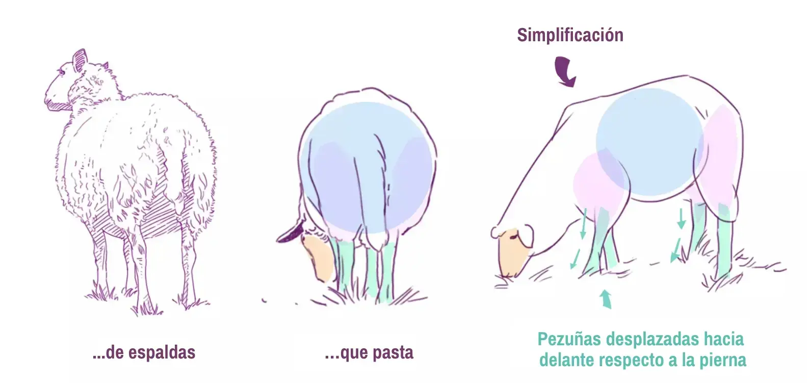 dibujo de la pupila y la pezuña de una oveja