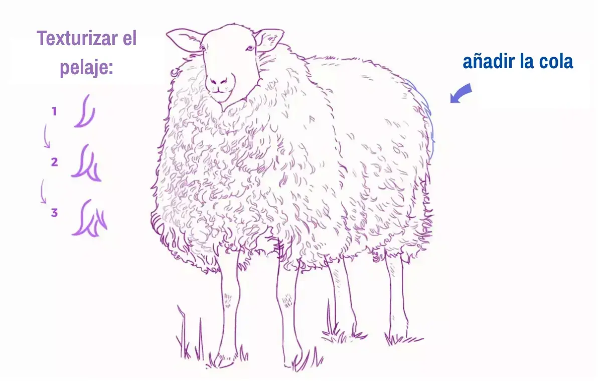 dibujo de los contornos del pelo de la oveja