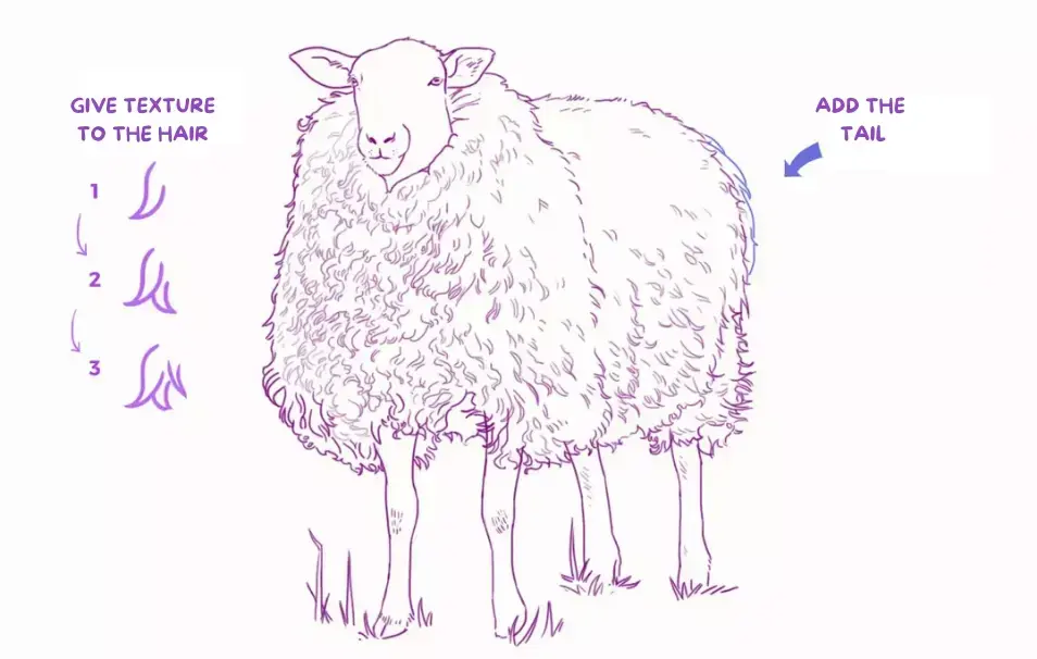 drawing of the texture of sheep's wool