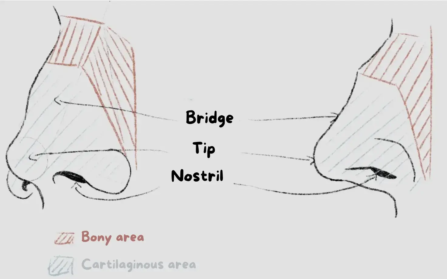anatomy drawing of the nose