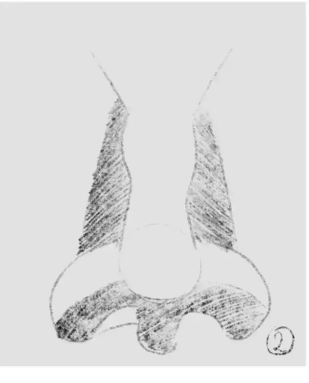dessiner l’ombrage de la base d’un nez de face