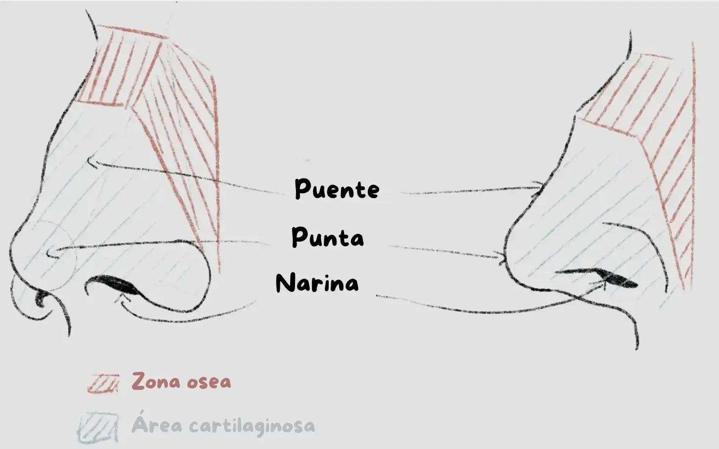 dibujo de la anatomía de la nariz
