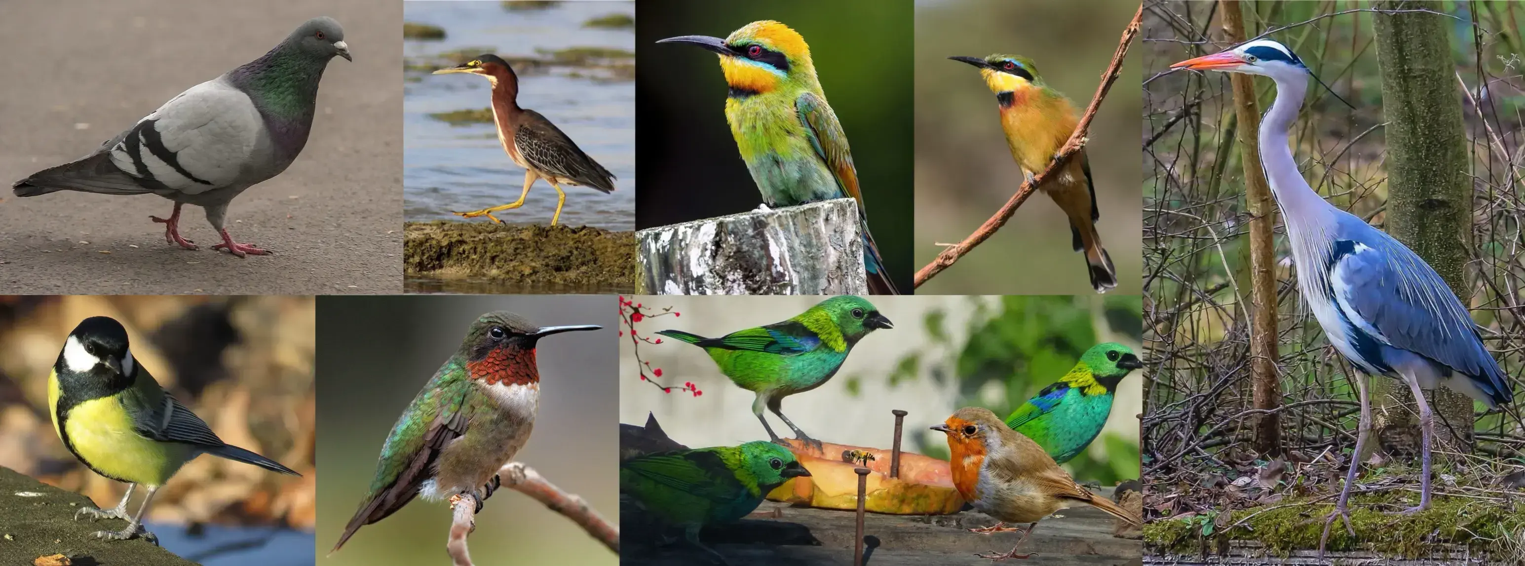 l’anatomie d’un oiseau