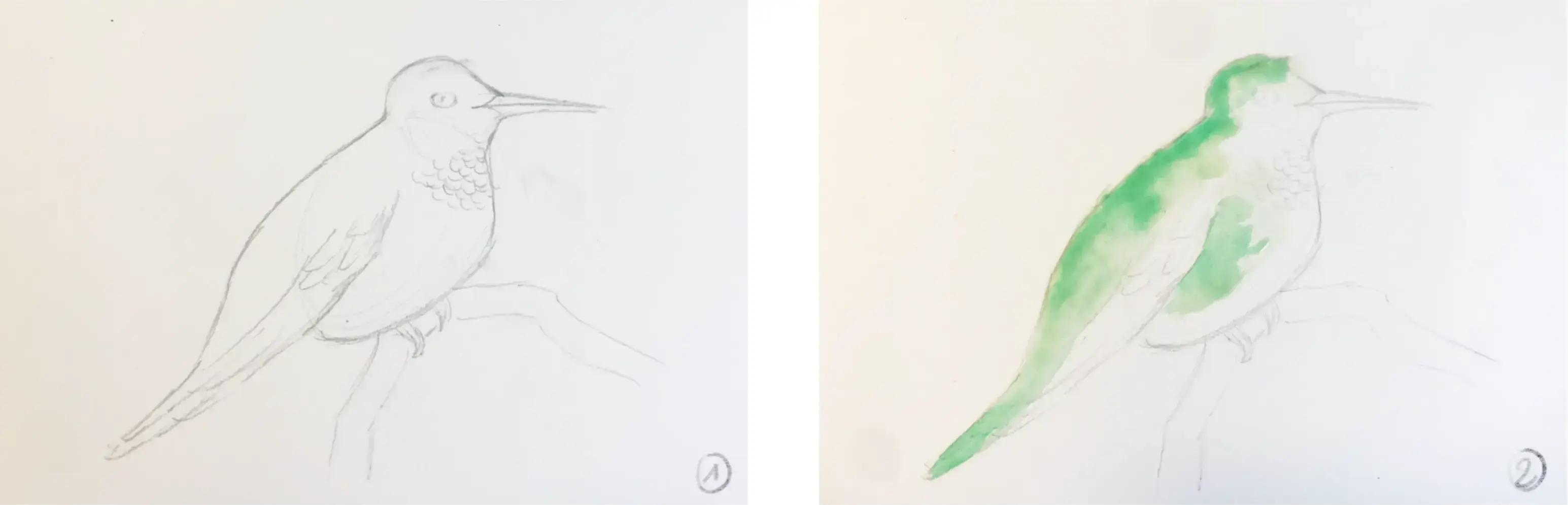 dessiner la base d’un oiseau à l’aquarelle