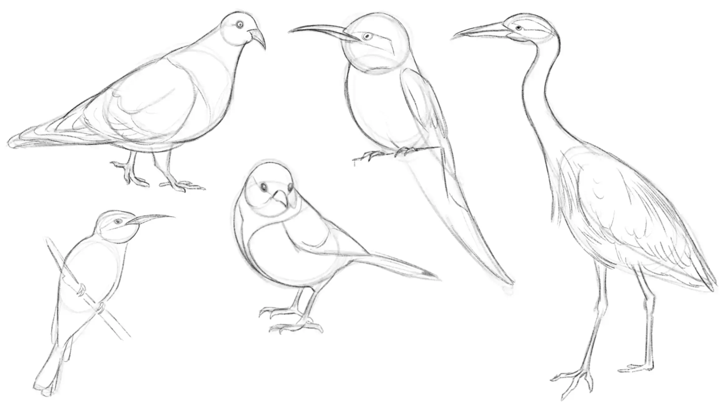 exemples de dessins d’oiseaux à faire à l’aquarelle