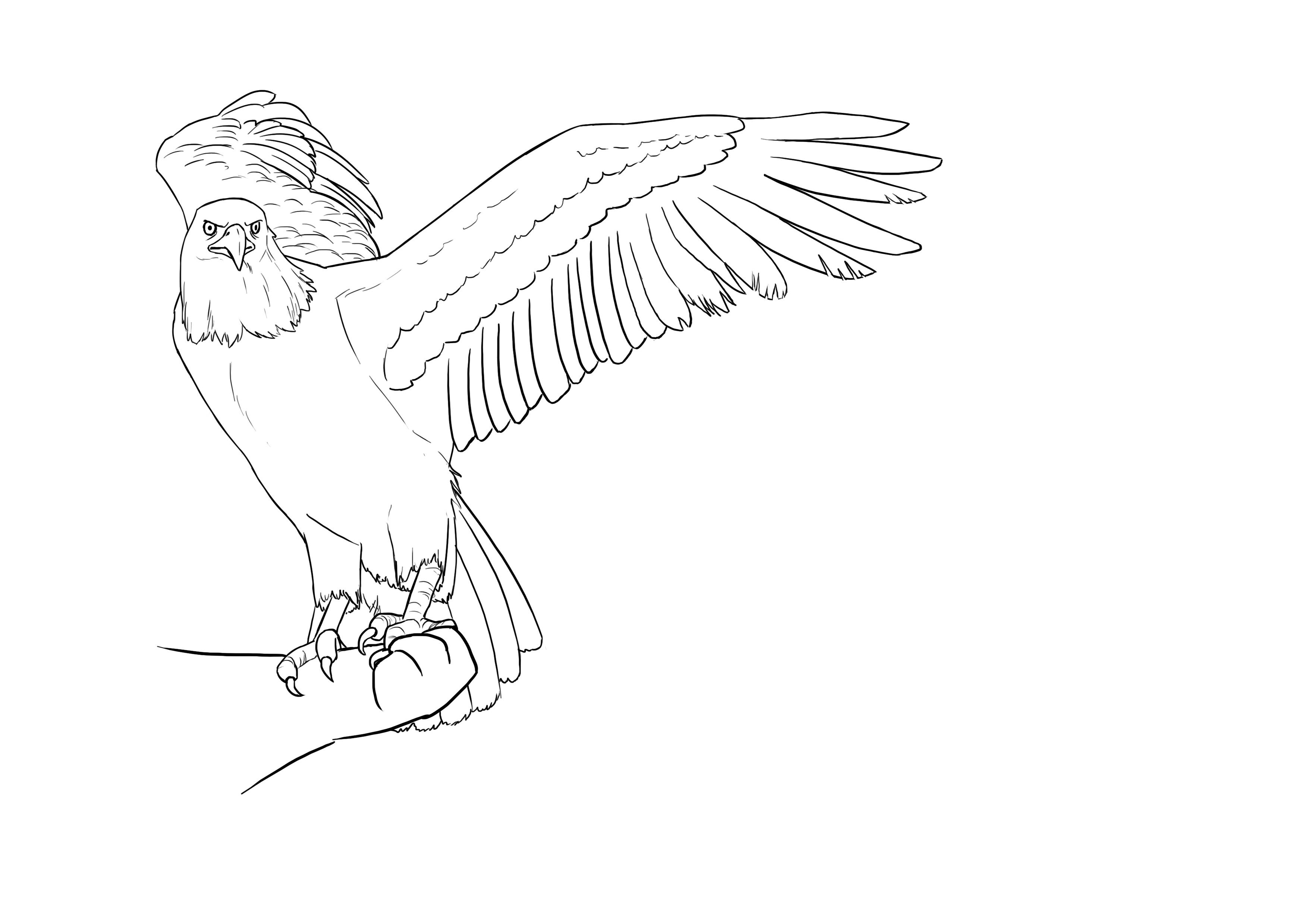 ¿Cómo dibujar un pájaro?