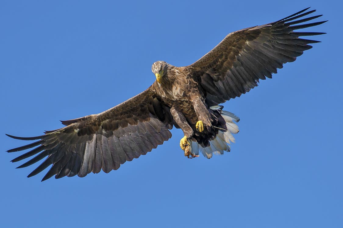 Modèle pour le dessin des ailes de l'oiseau