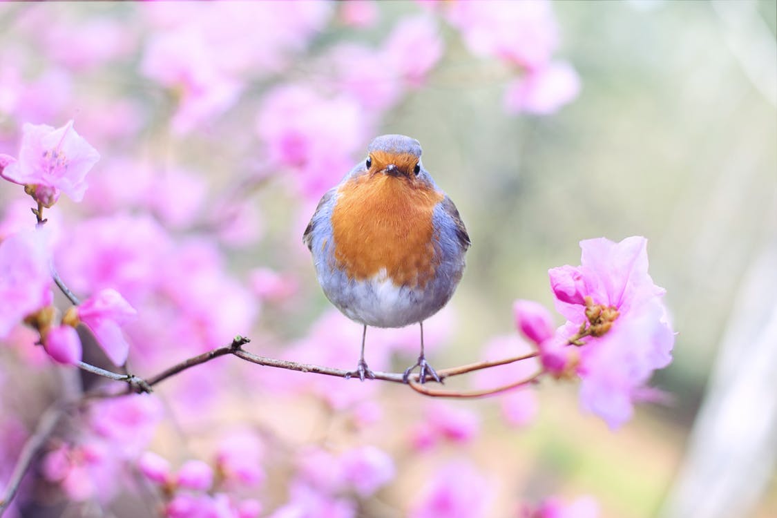 Photo d'un rouge gorge