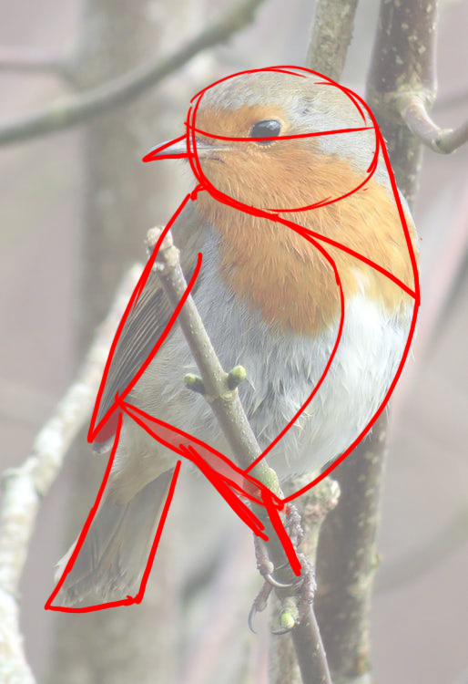 Schéma du rouge gorge