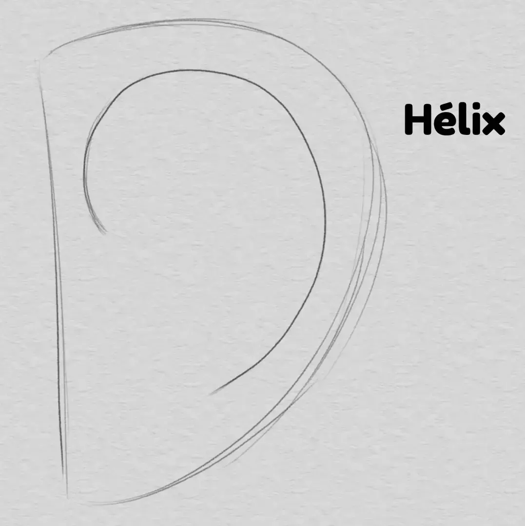 dessiner l’hélix d’une oreille