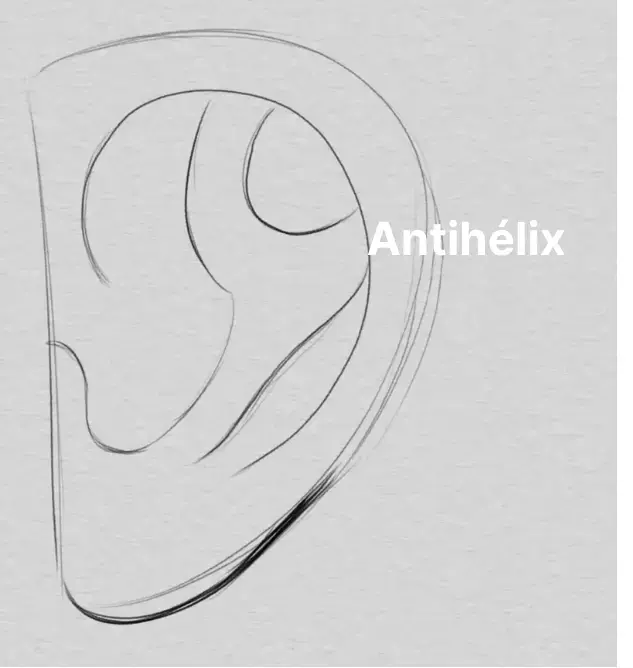 dibujar el antihélix de una oreja