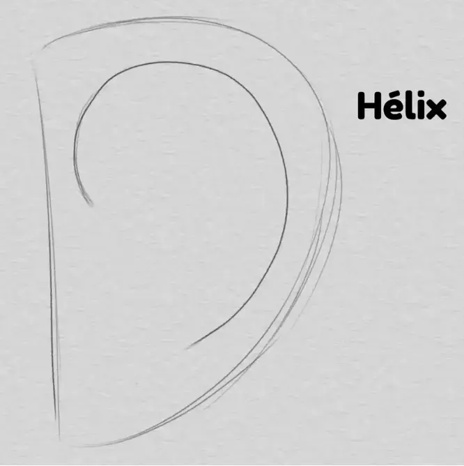 dibujar la hélix de una oreja