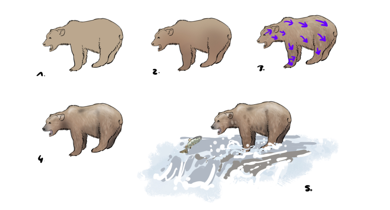 Aprender a dibujar un oso