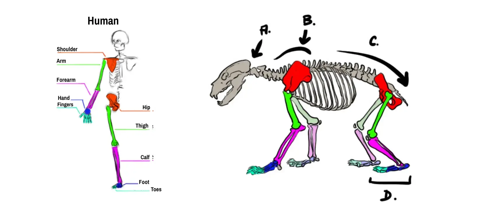 Drawing of the bear's skeleton