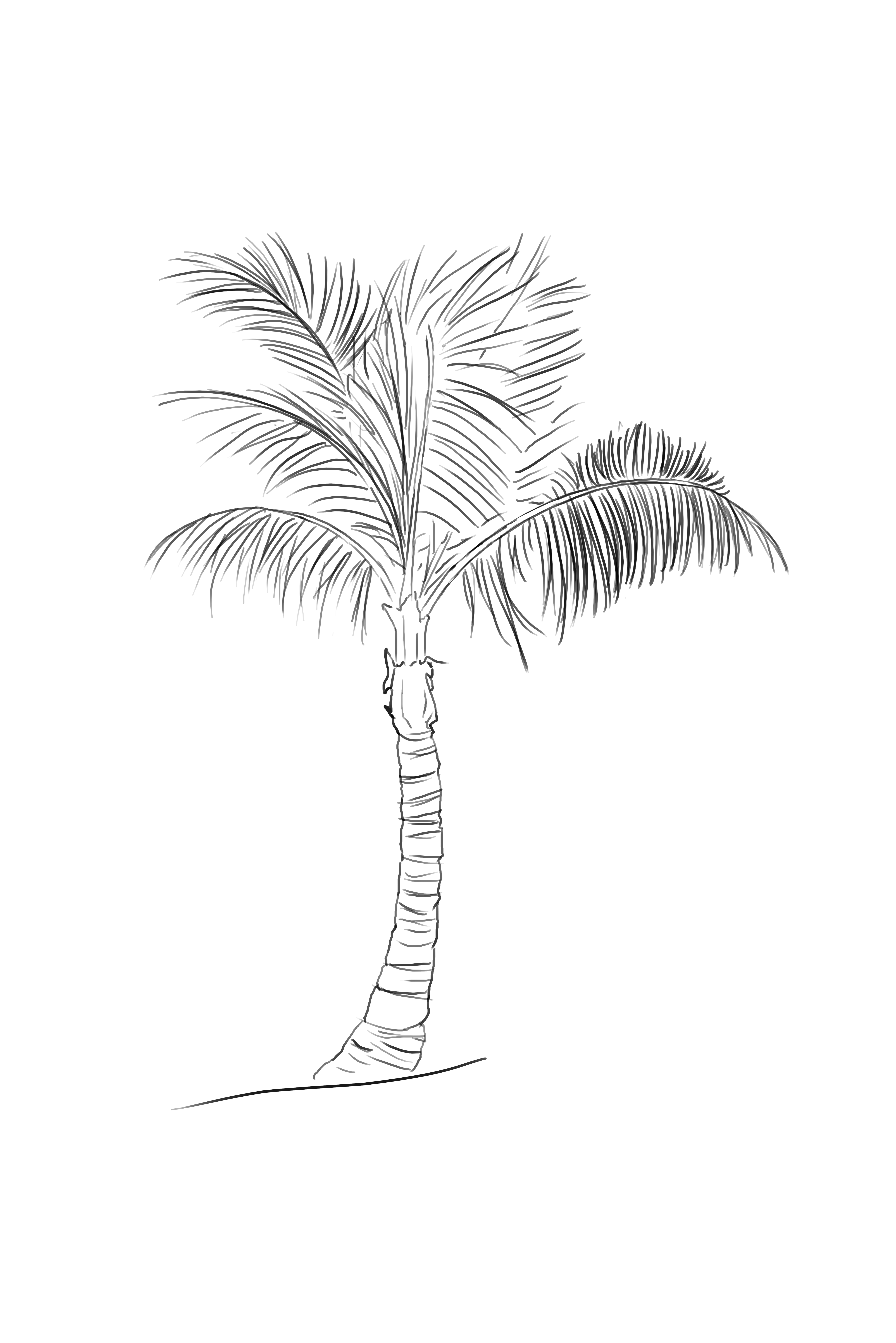 Dibujar una palmera