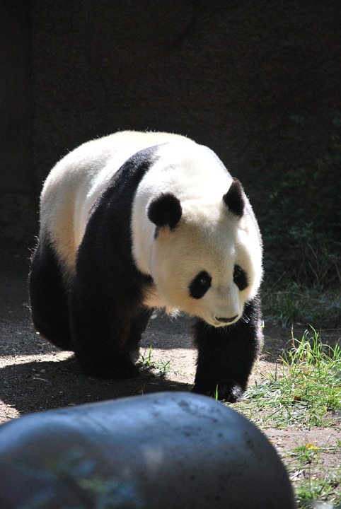 Modèle du panda à dessiner