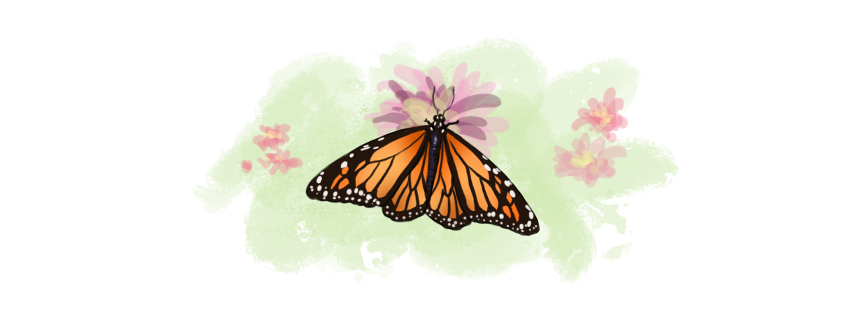 Cómo dibujar un mariposa