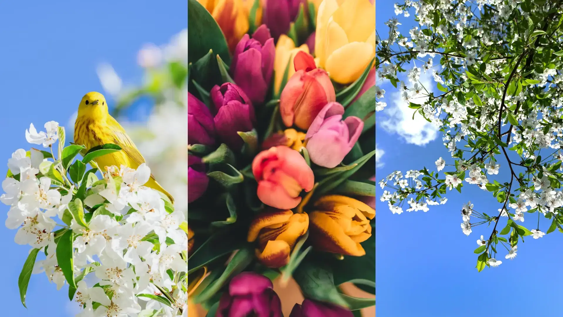 imágenes de flores en primavera