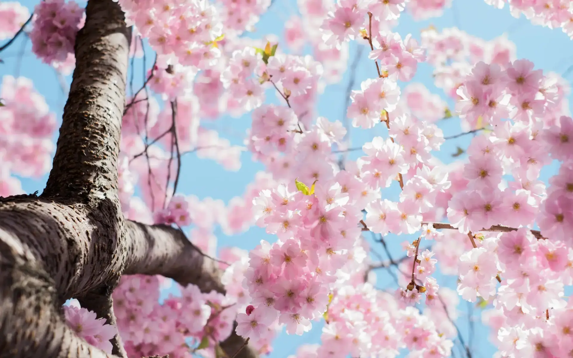 foto de un cerezo en flor