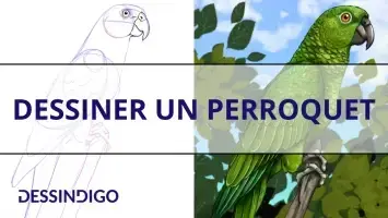 Dessiner un perroquet