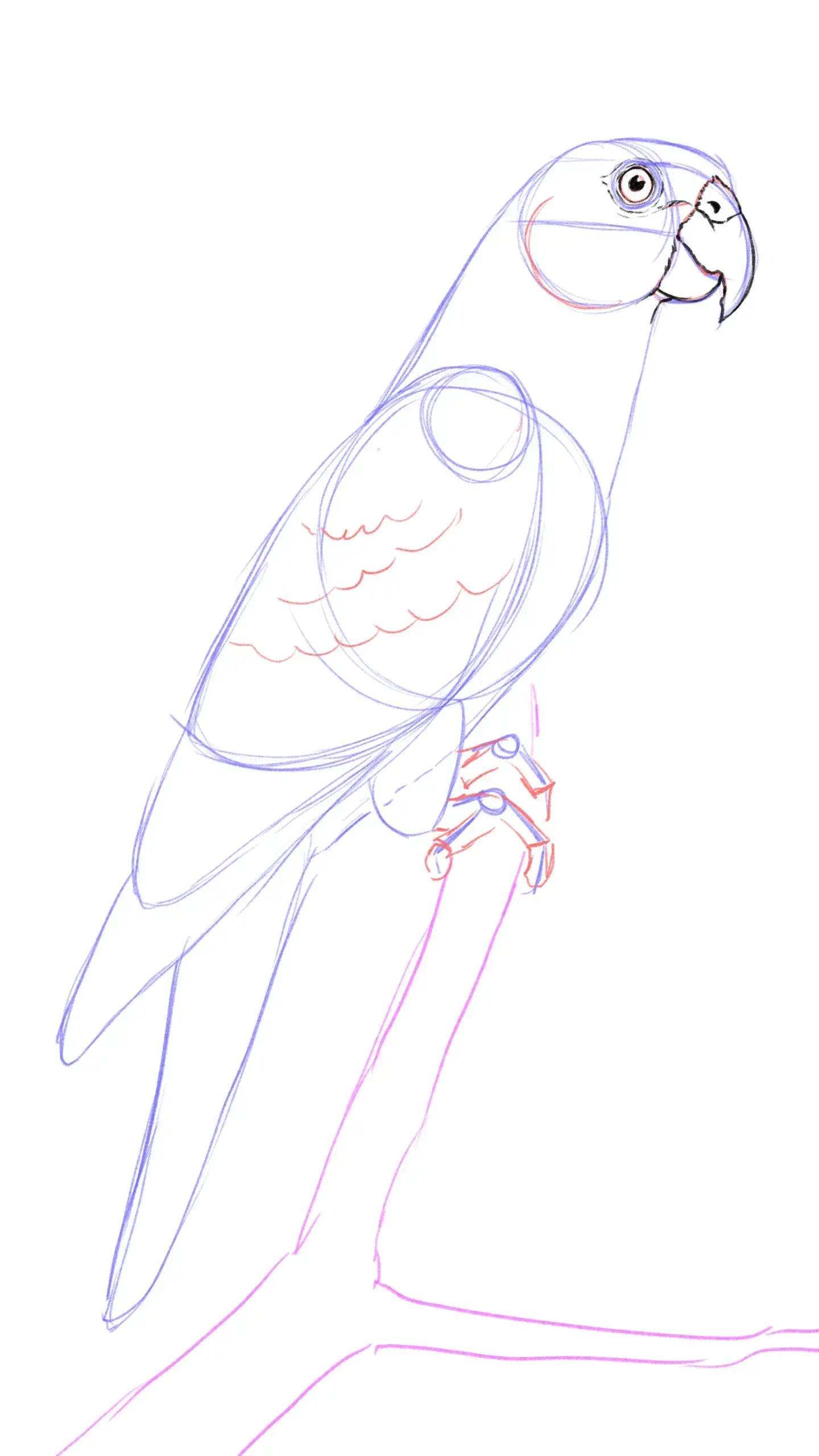 dessiner le bec d’un perroquet
