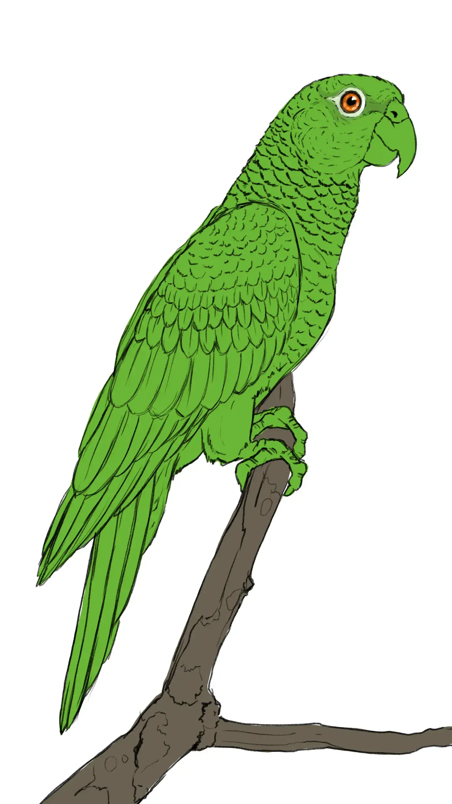 ajouter la couleur à l’oeil d’un dessin de perroquet