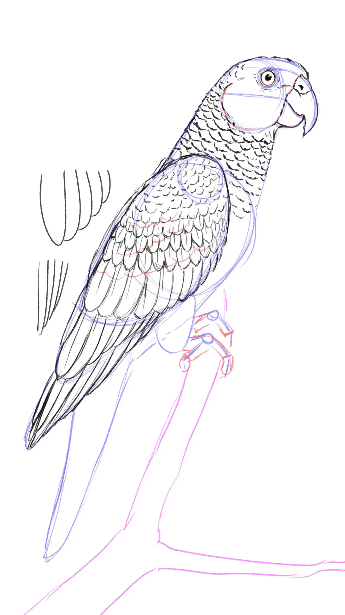 dessiner les détails des plumes d’un perroquet