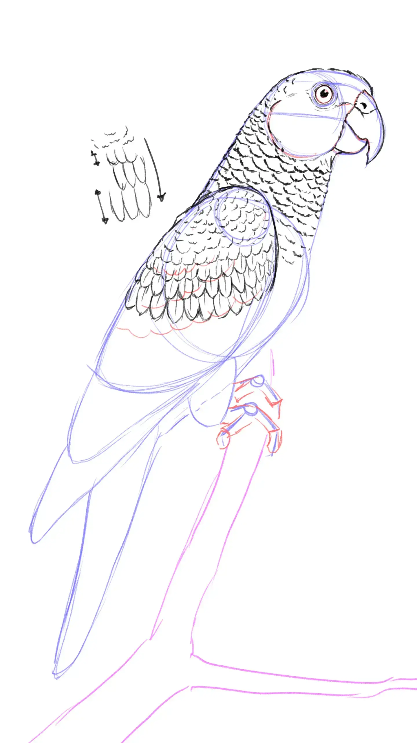 dessiner la forme des plumes d’un perroquet