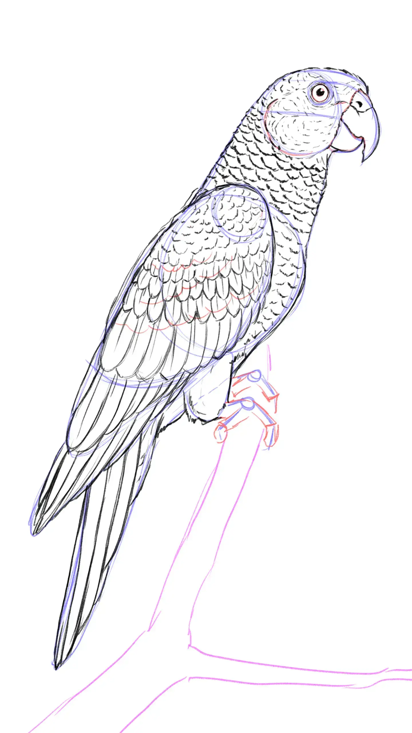 dessiner le plumage de la tête d’un perroquet