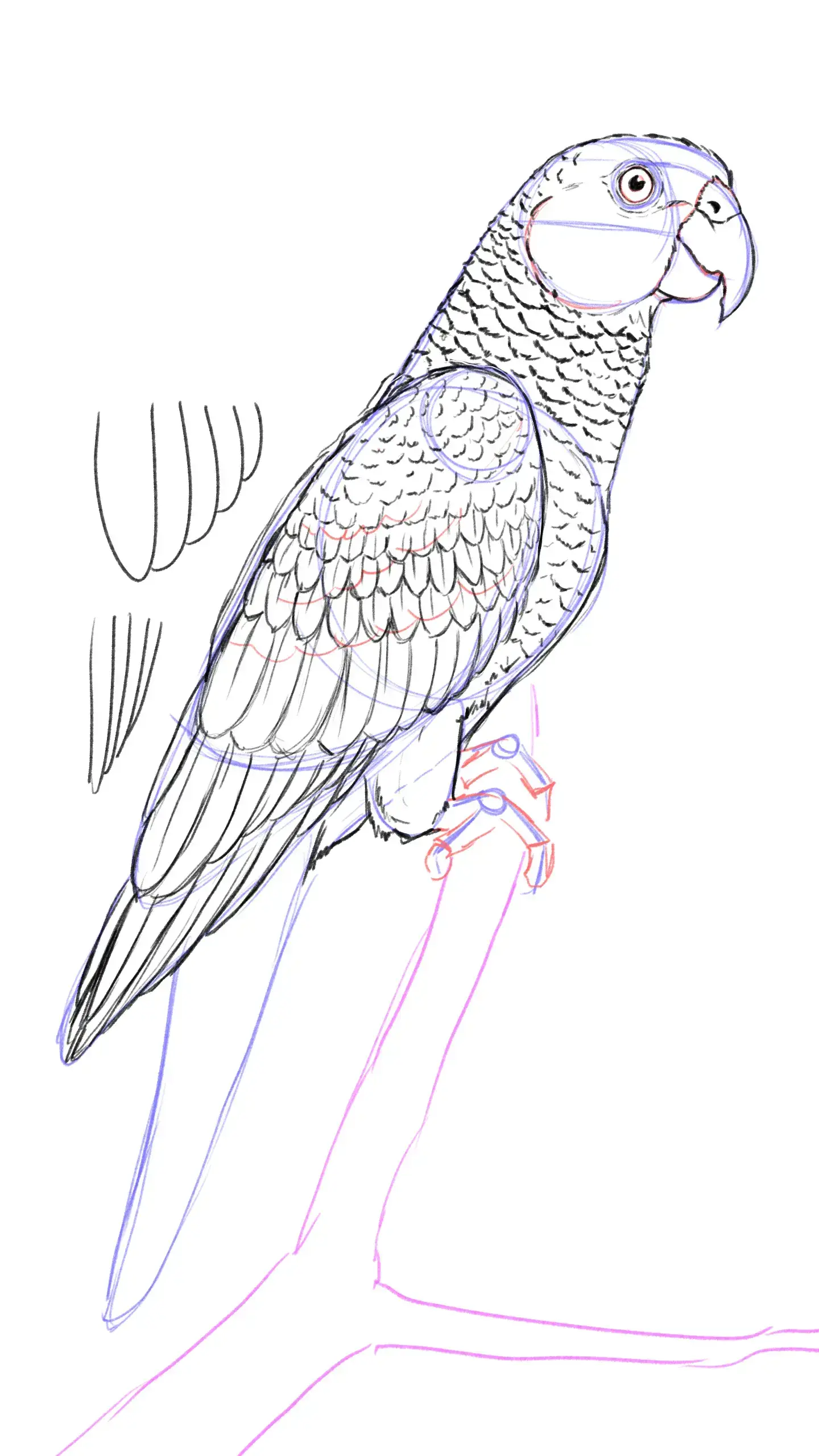 dessiner la texture des plumes d’un perroquet