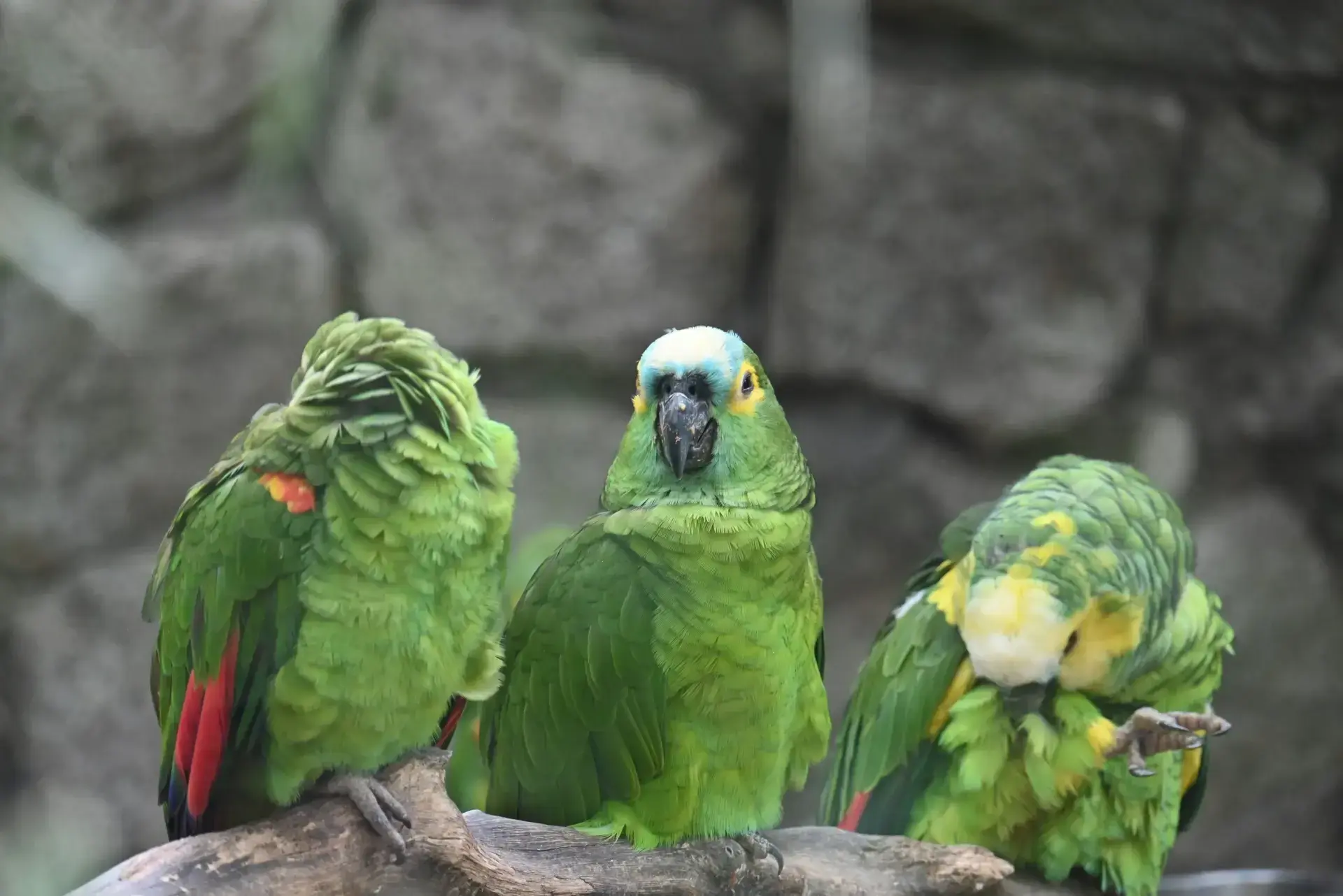 image de perroquets