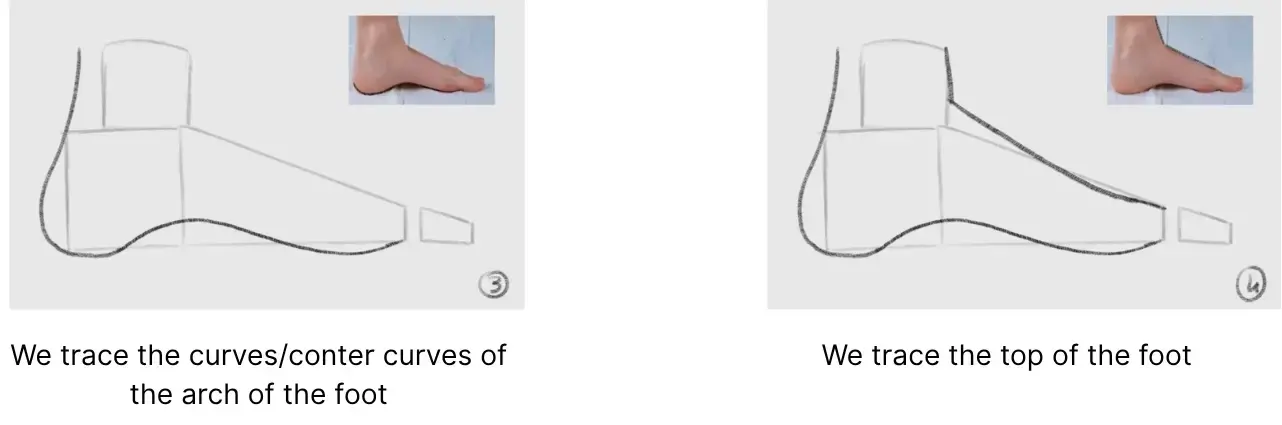drawing of the arch of a foot in profile