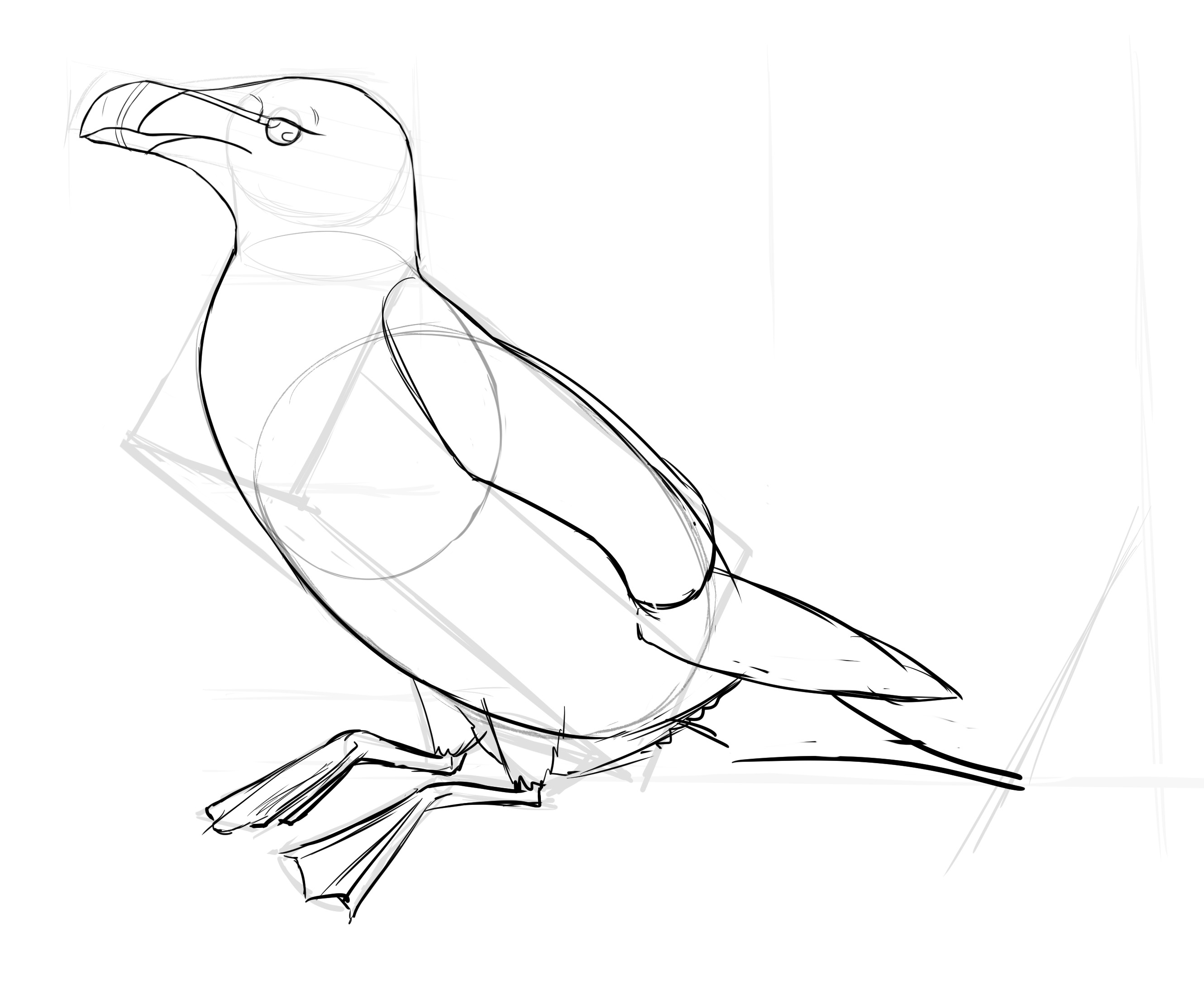 dessiner la queue du pingouin