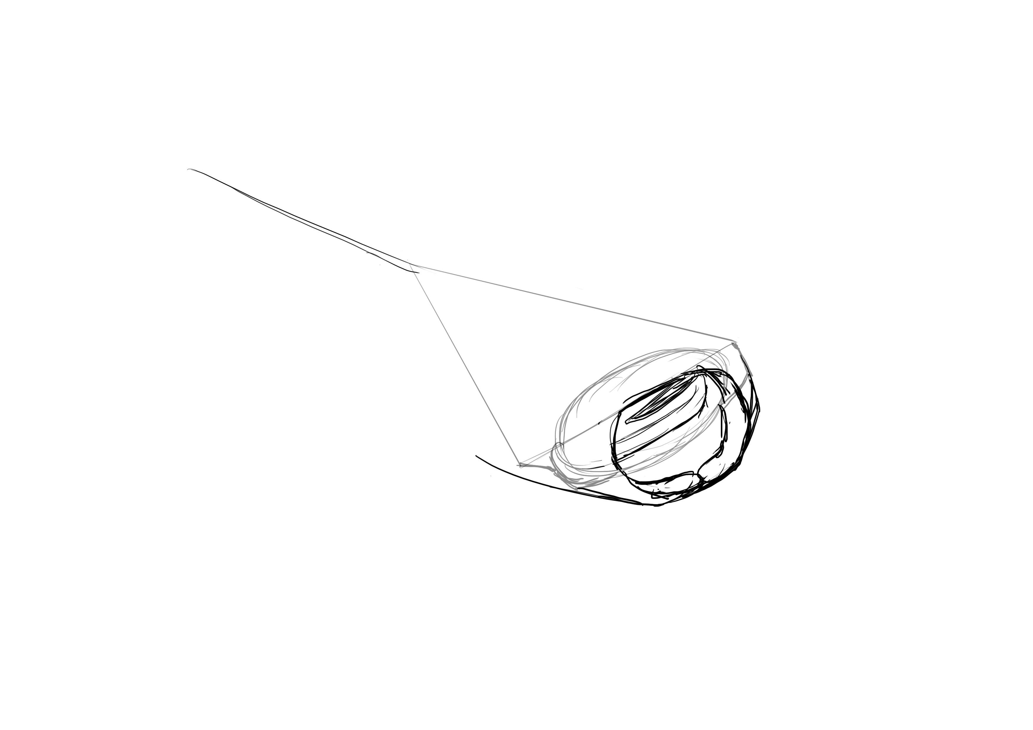 dessiner le dessous du corps de la raie