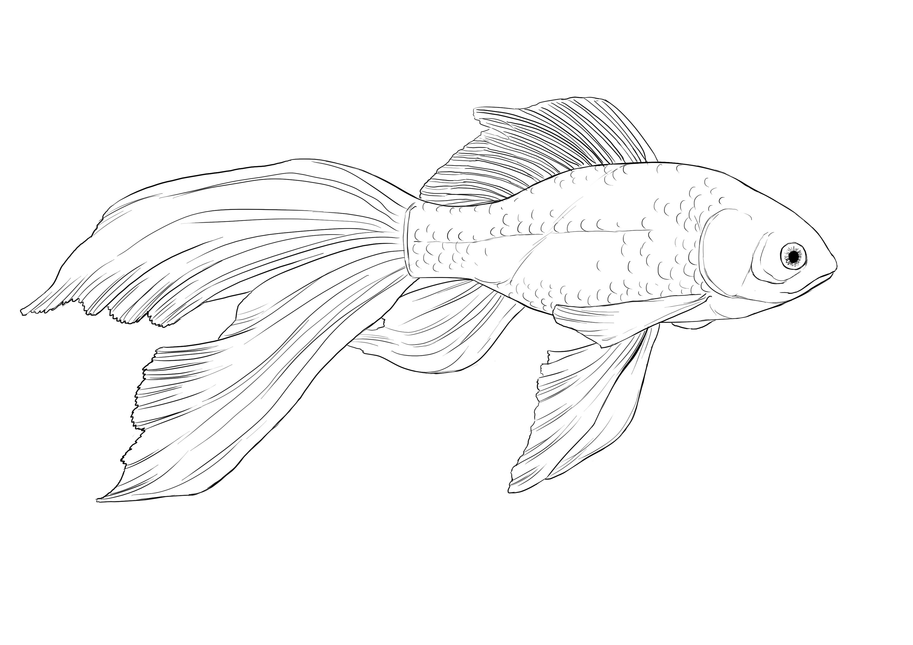 Dessiner un poisson