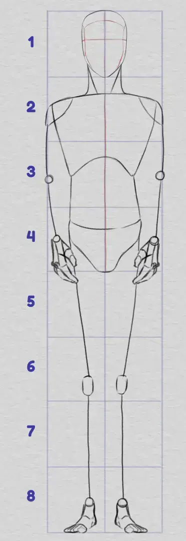dessiner les proportions des articulations