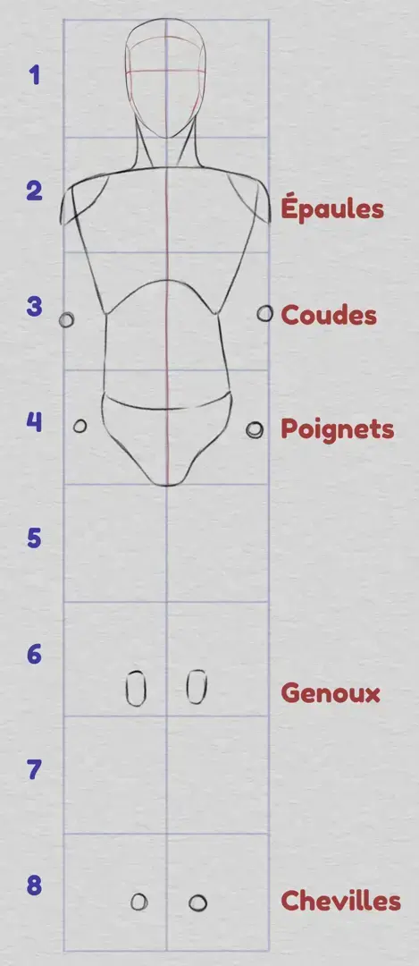 dessiner les proportions du bas du corps