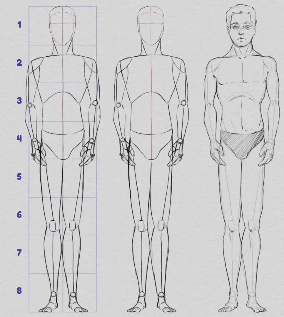 dessiner les proportions de la base du corps