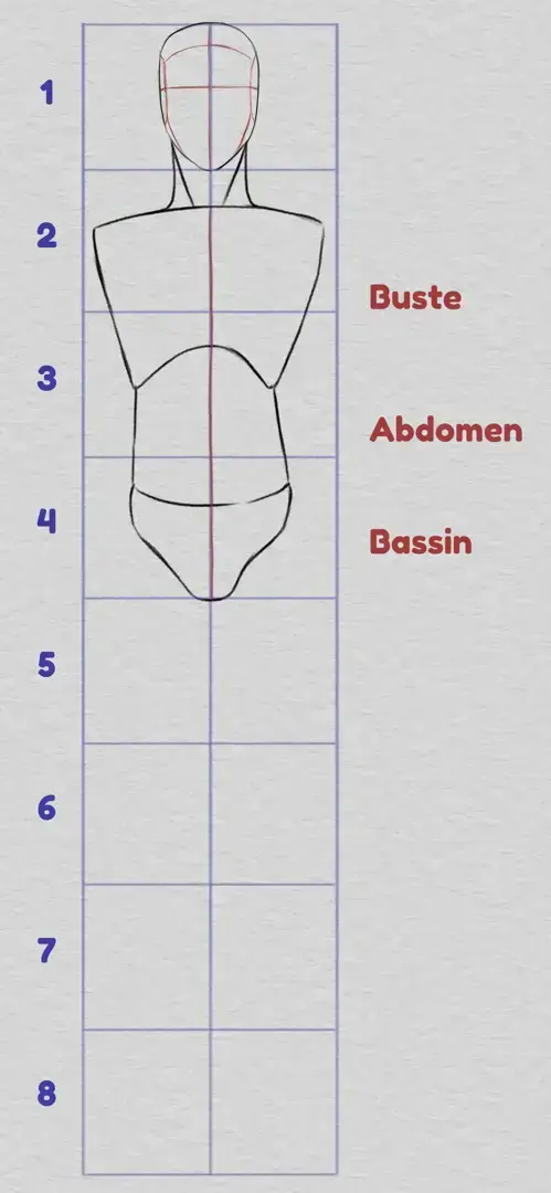 dessiner les proportions du haut du corps