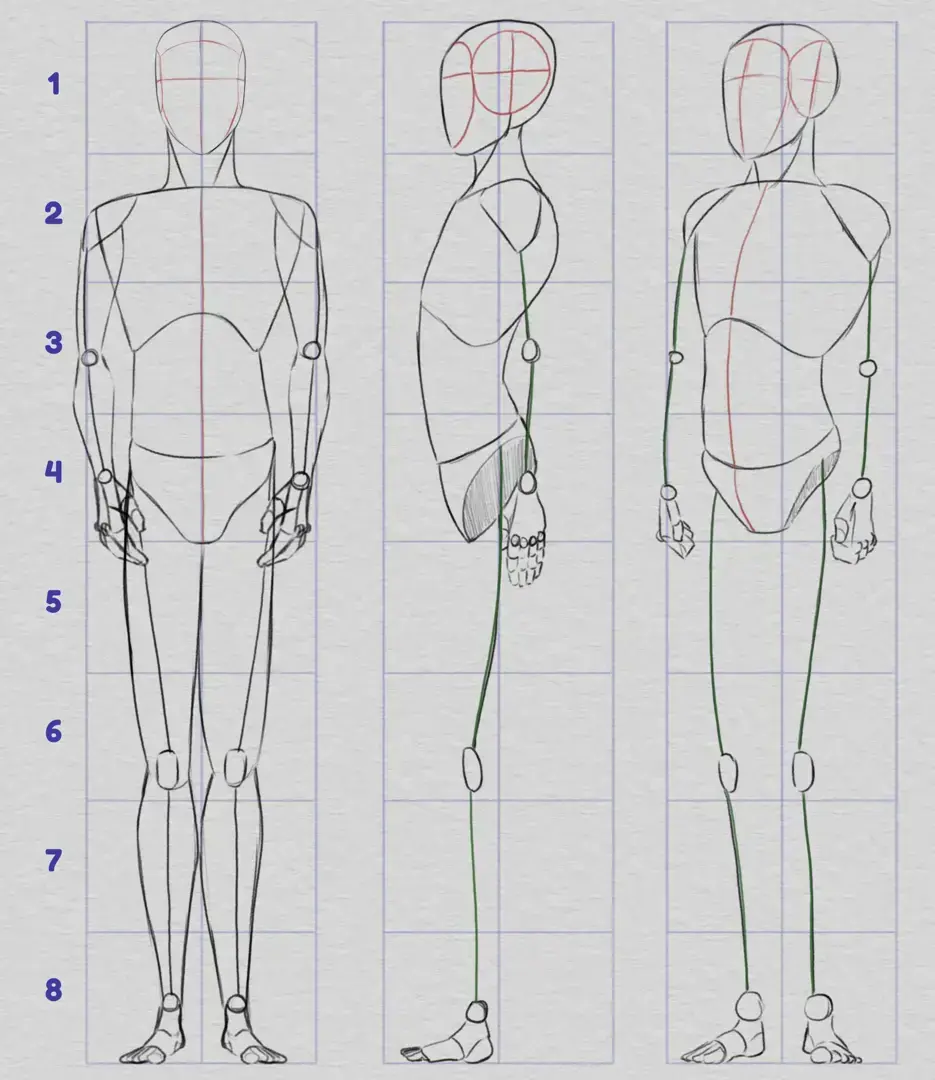 dessiner les proportions du corps humain