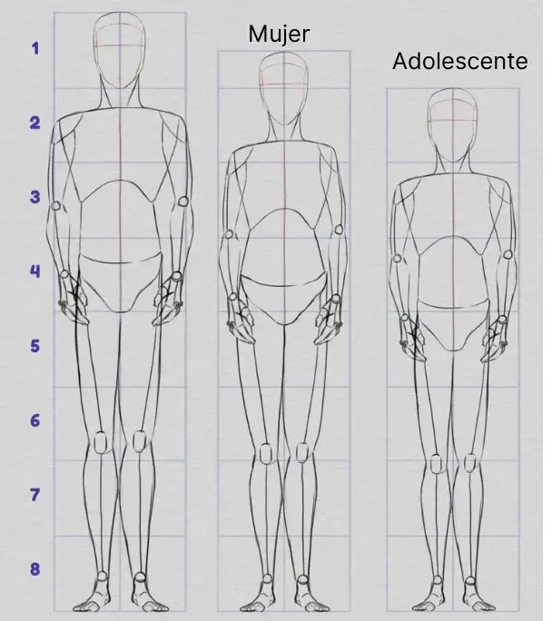 dibujar las proporciones del cuerpo según las diferentes morfologías