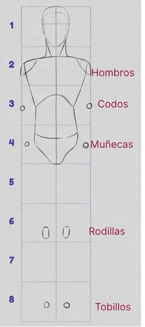 dibujar las proporciones de la parte inferior del cuerpo