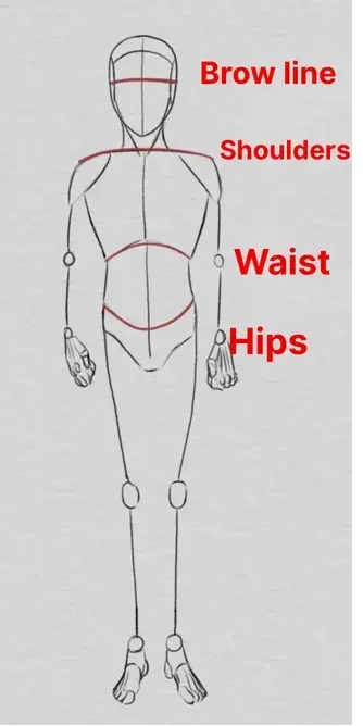 drawing of the proportions of the body