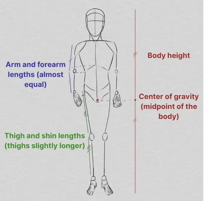 drawing of a body according to relative proportions