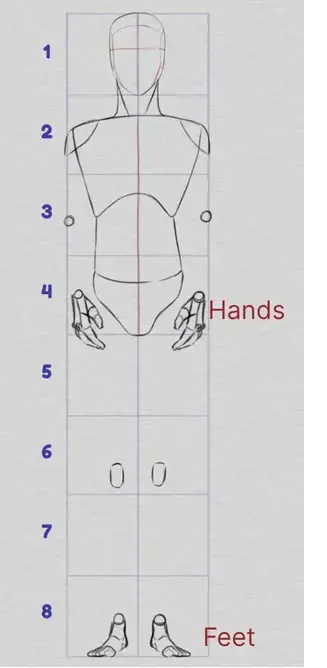 drawing of the proportions of hands and feet